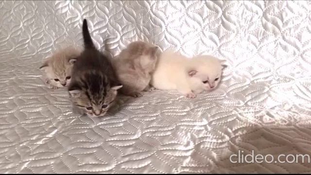 КОТЯТА КОРОТКИЕ ЛАПКИ, МАЛЫШИ