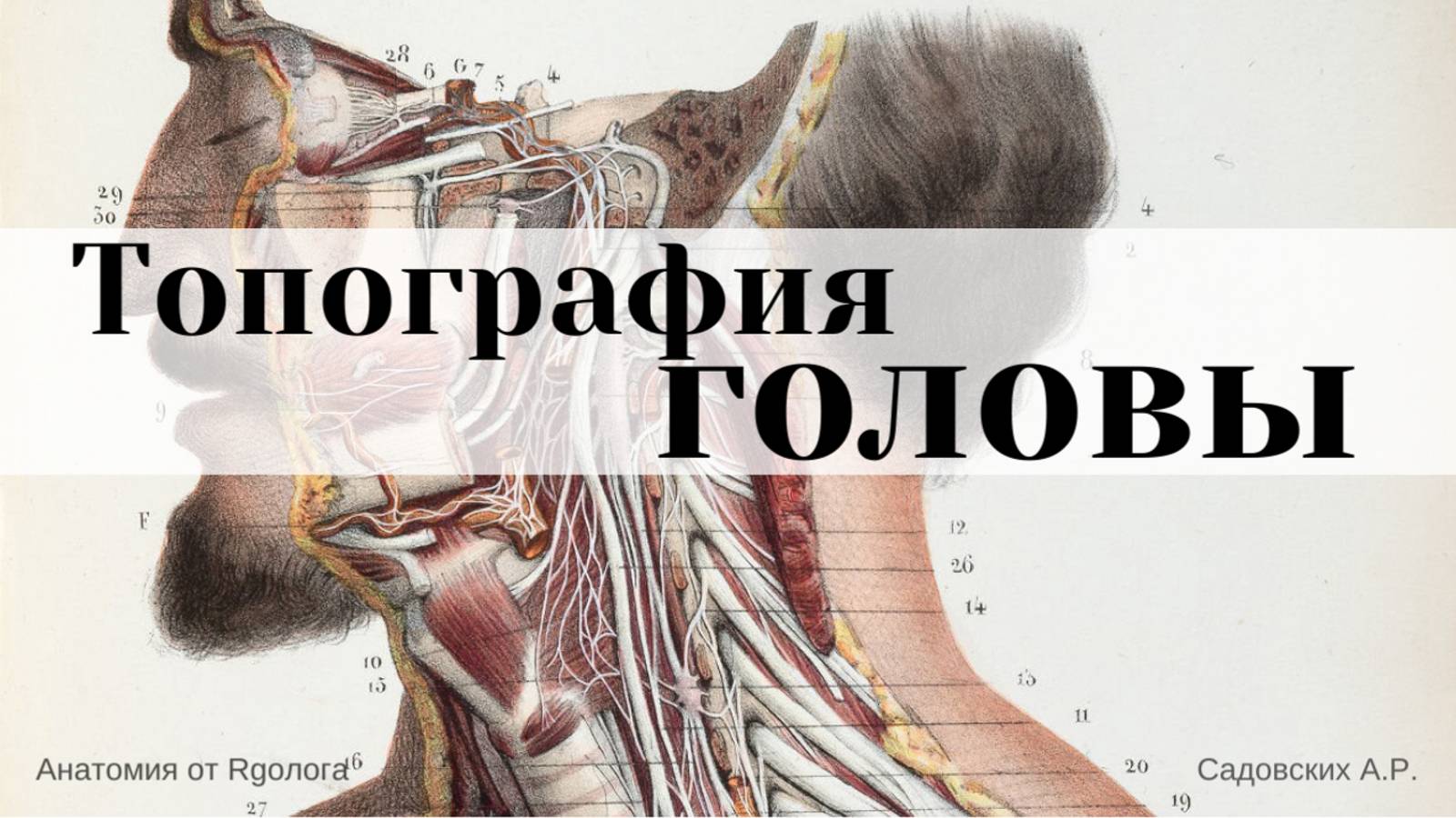 Топография головы