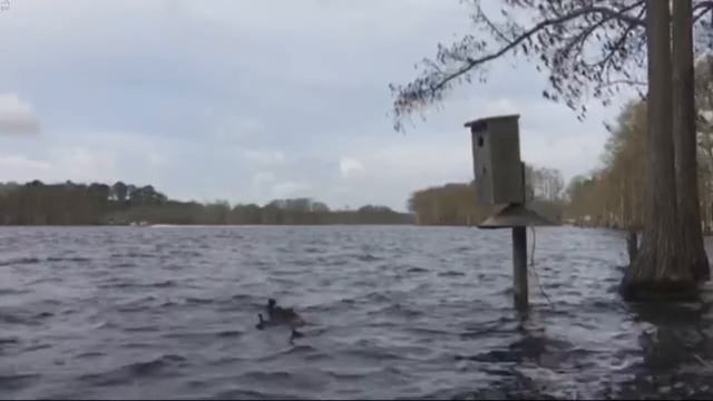 Утята (десантируются) покидают гнездо. (Вид с воды)