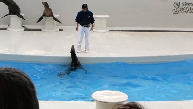 SeaworlD Тюлень 2.MP4