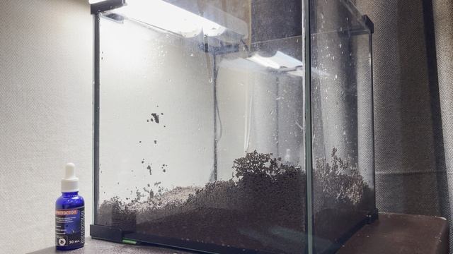 Замена грунта и небольшой перезапуск наноаквариума с карликовыми мексиканскими раками