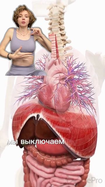 Дыхание и диафрагма