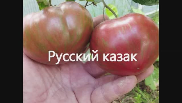 Каталог томатов 2024 год. Часть 12. Проверенные сорта. г. Киров