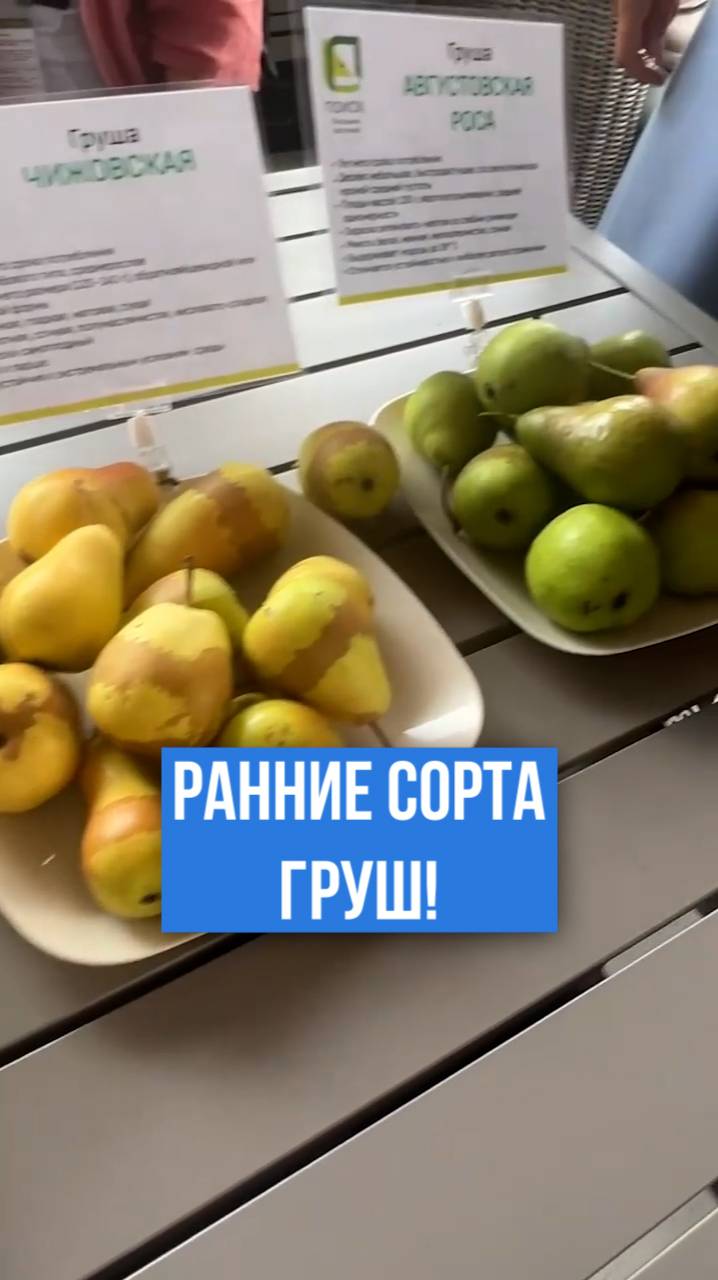 Особенности ранних сортов груши.