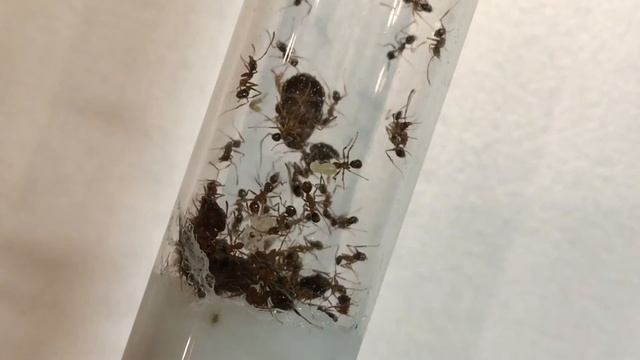 Новые муравьи // pheidole noda