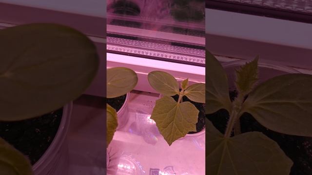 Огород на подоконнике. Укроп-человечек