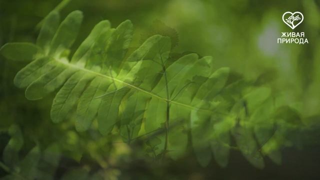 В лесу телеканал Живая природа