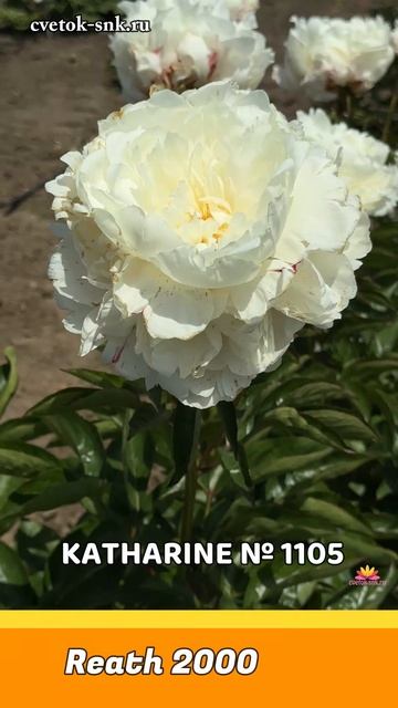 Пион Katharine. Цветение 2024 года / Сад Ворошиловой