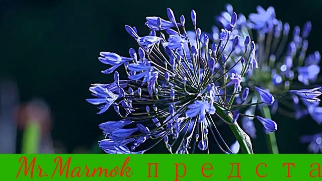 Живая природа все милое