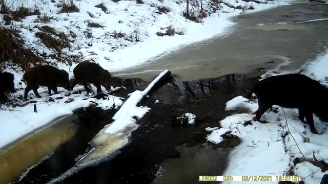 Кабаны на бобровой плотине в Налибокской пуще