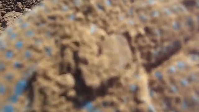 ВЫБИТЫХ ПОЛЕЙ НЕ БЫВАЕТ / КРАСИВАЯ ЧЕШУЯ ПЕТРА I