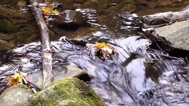 Ручей живая природа