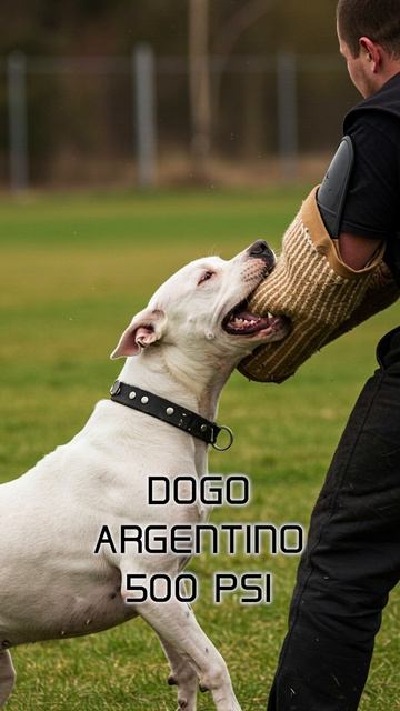 TOP 7 Dog Breeds With Strongest Bite Force #shorts #dog