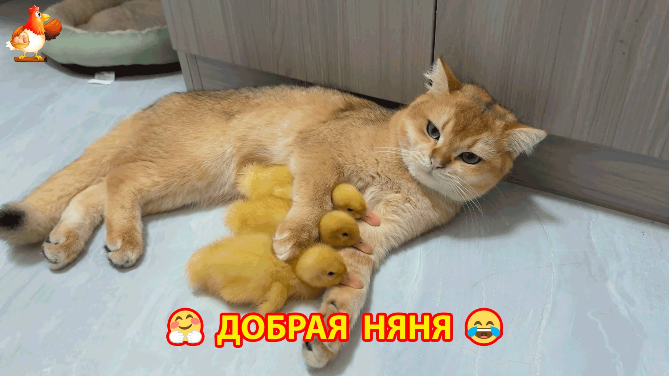 Утенок нашел своих братиков с няней Кошкой и все уснули 🥱  Другие коты играли ❣️🤗🥰