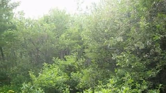 Птичье пение..wmv