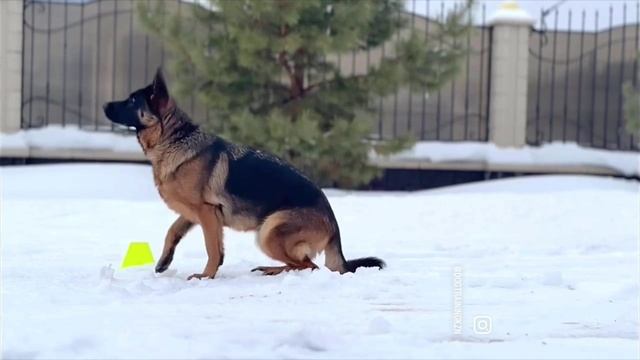 Наоми из Новой Сибири (Негус Карил’с Алан /Рагнара из Новой Сибири)