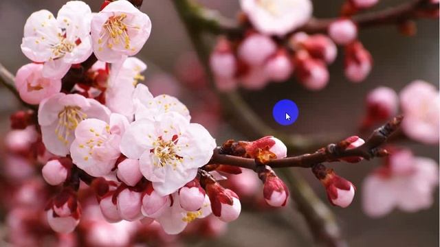 Сказки на ночь Сухомлинський Казки на ніч Квітуча вишня