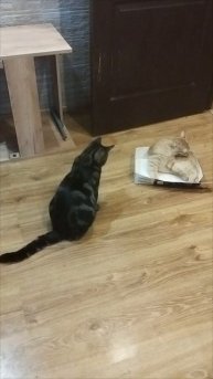 Босс! Картонные спецсредства !!!