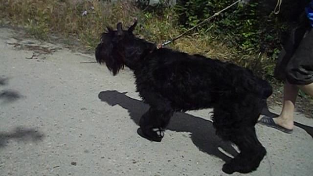 Максимка. Домой. Роман-Кош Евридика с дочкой Ивой Баско. 3 мес.и матерью Венецией. 2011г