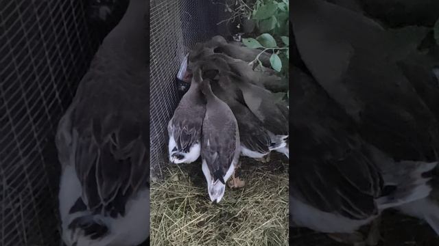 Как росли наши гуси