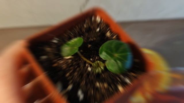 1000021807.mp4