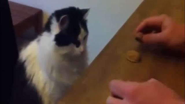 Котэ играет в наперстки