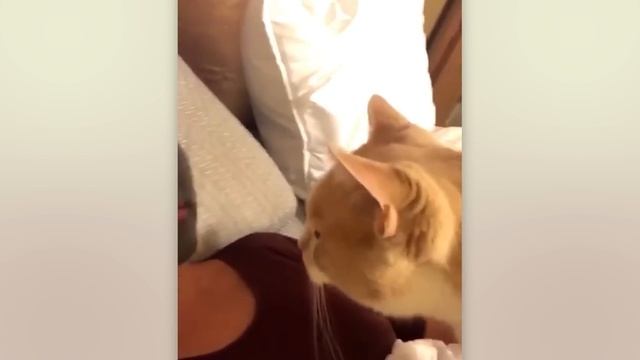 Эти забавные животные