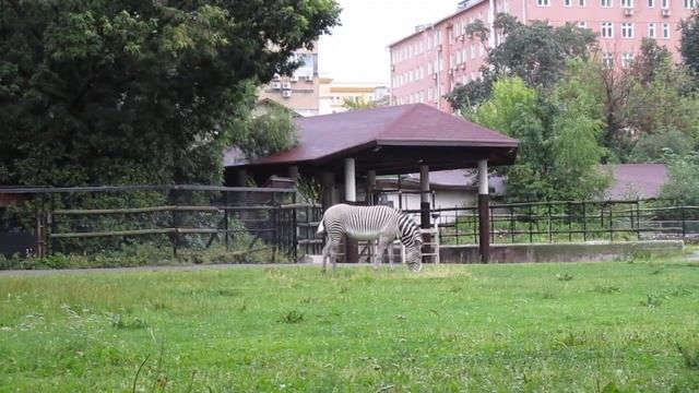 Зебра Греви в Московском Зоопарке