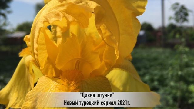 ПРЕМЬЕРА 2021 Дикие штучки 1 серия русская озвучка {ДАТА ВЫХОДА И АНОНС} / Vahsi Seyler 1. Bölüm