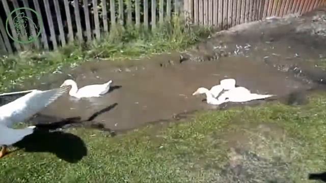 Купание гусей