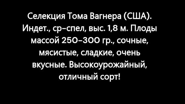 Каталог томатов 2024 года. Часть 11. Проверенные сорта. г. Киров