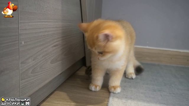 Утята и Цыплята - Кошки и котята - (40) Хвостики да Усики ❣🥰🤣