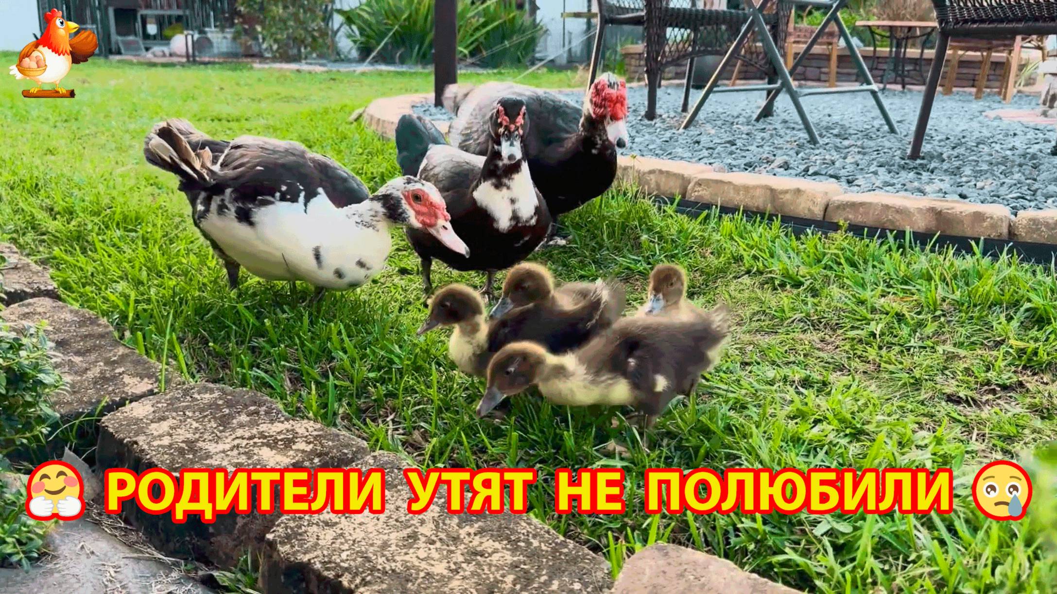 Утята индоутки не нравятся Папаше и Мамаше ❣️🤗🥰