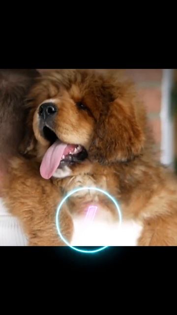 Tibetan Mastiff Transformation from PUPPY to MONSTER!  #dog #edit #mastiff
