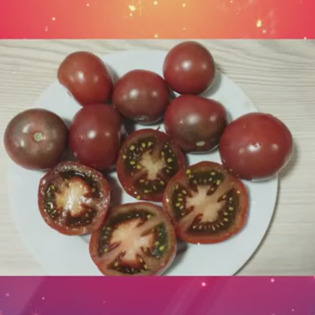 Томаты, устойчивые к фитофторе