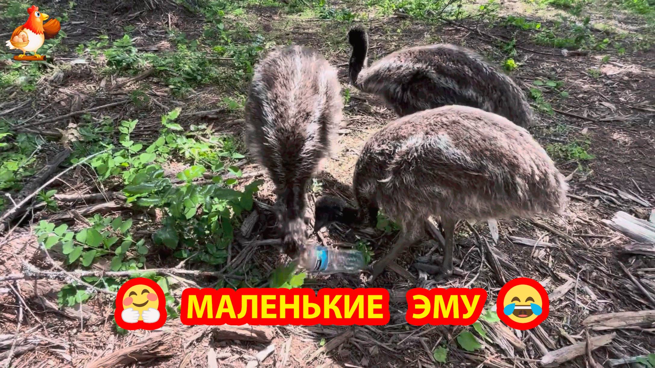Страусята Эму играют бутылкой и обстановка в вольере ❣️🤗🥰