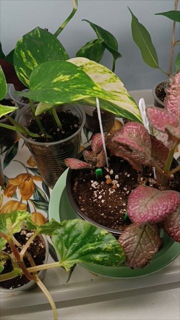 #цветочкинаработе 🌿 #продажинаавито