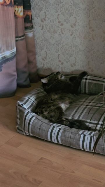 Обязательные послеобеденные процедуры 😻