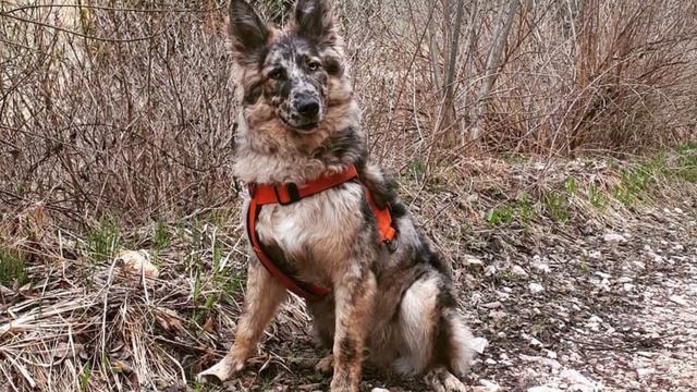 Pastore della Lessinia e del Lagorai - TOP 10 Interesting Facts - Lagorai Shepherd