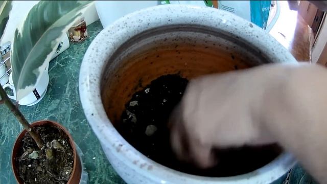 Пересадка фикуса каучуконосного видео | Делаем обрезку фикуса каучуконосного