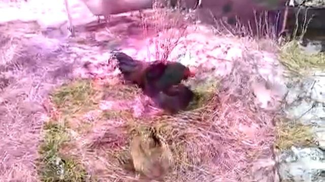 Домашние куры несушки видео
