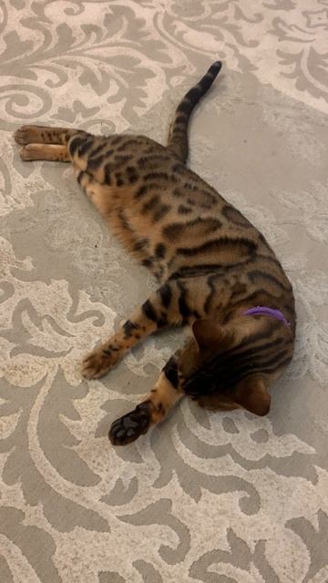 #бенгальскаякошка Софа