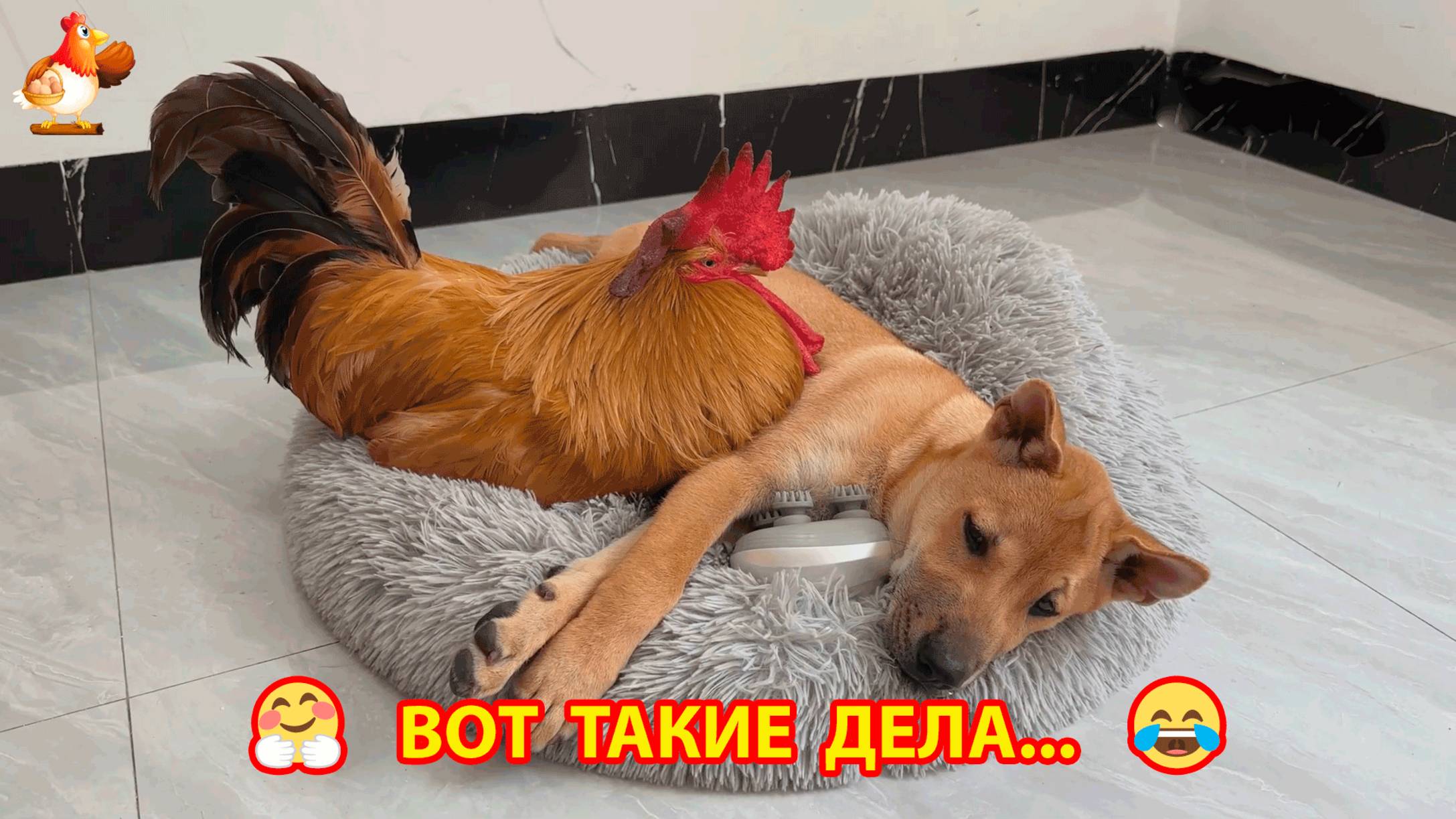 Щенок согласился отдохнуть со старым Петухом ❣️🤗🥰