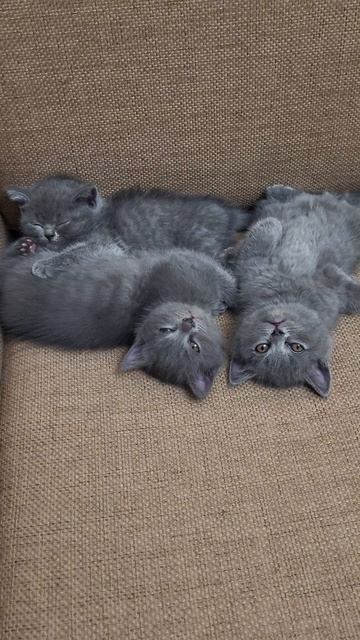 Британские котята