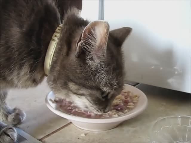 Красивая странствующая кошка нашла у нас приют