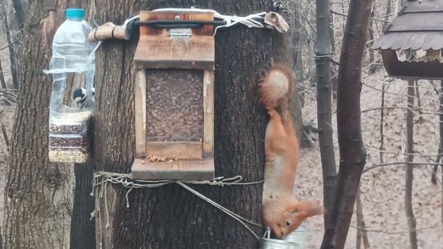 Кормушки Белка зарисовка. Дятел