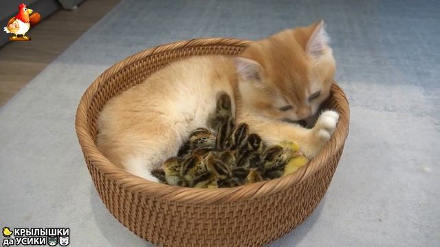 Утята и Цыплята - Кошки и котята - (39) Хвостики да Усики ❣🥰🤣