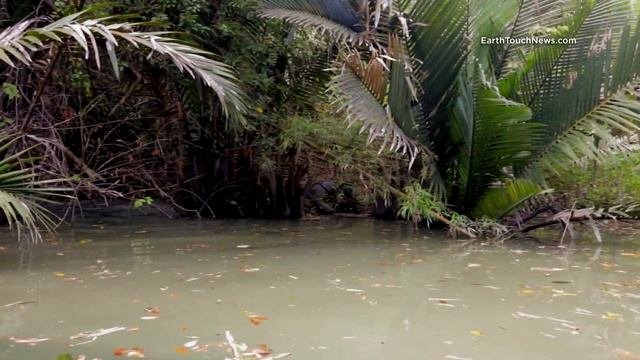 Extraordinary journey to photograph the Javan Rhino