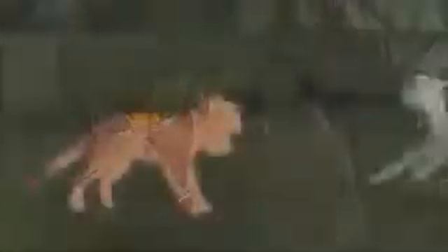 Коты Воители Белогривка и Остролап