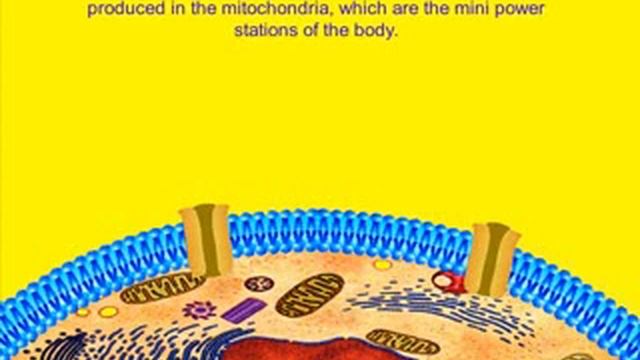 ATP Production and EHF therapy